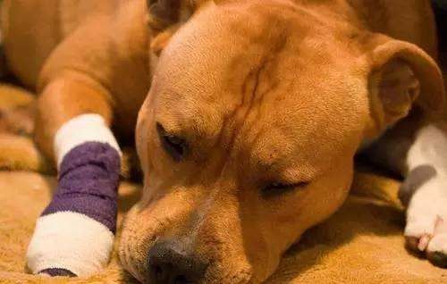 Fixation Animal Healthcare Oem Cohesive Bandage Patterned Wrap Vet Flexible Self Adhesive